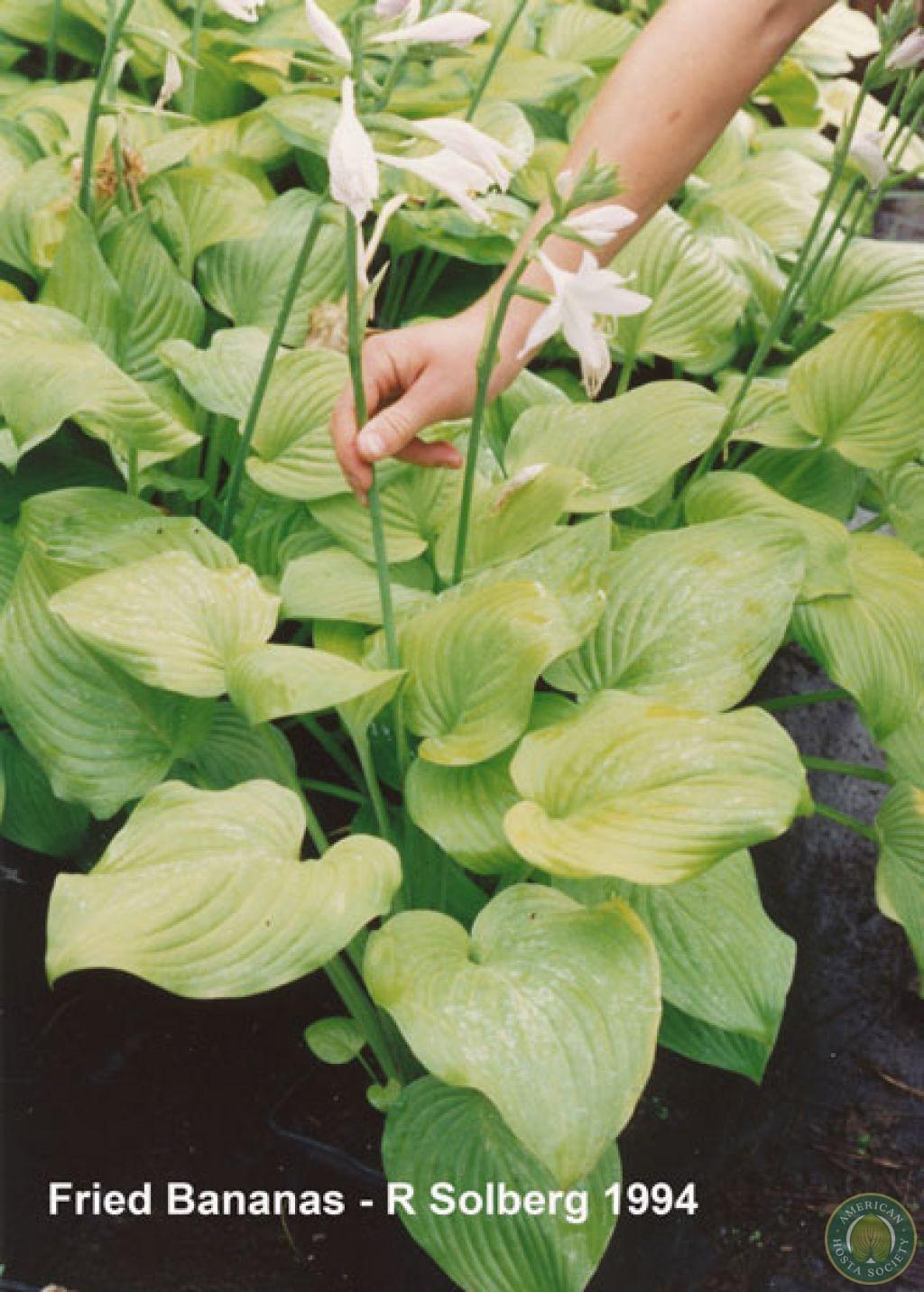 Hosta Registration - American Hosta Society