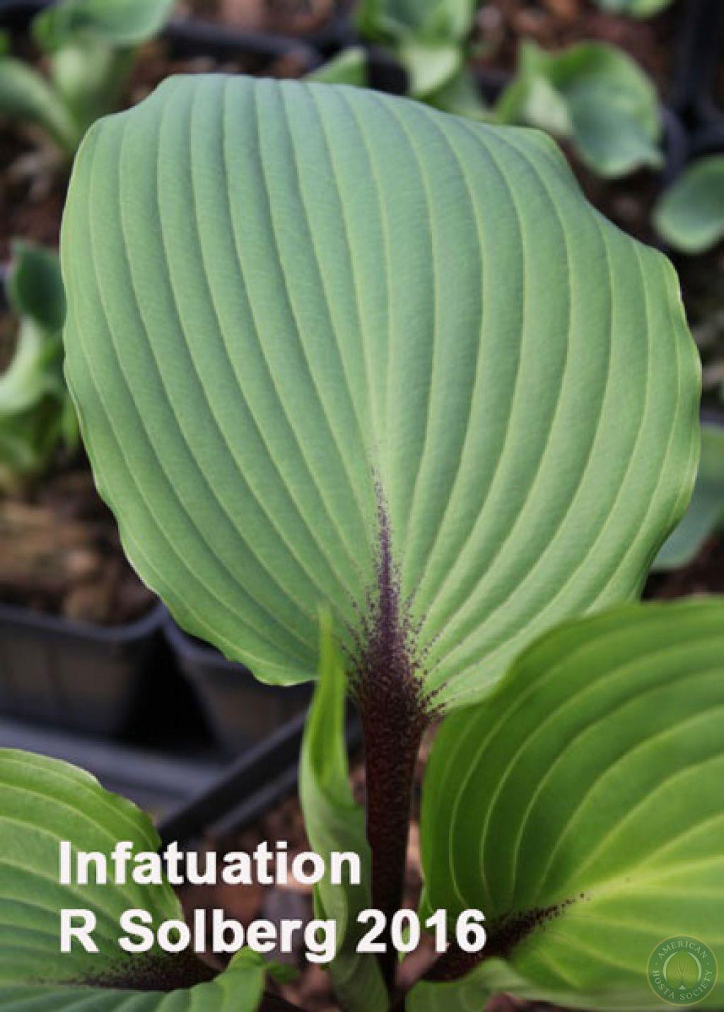 Hosta Registration - American Hosta Society