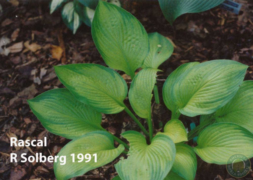 Hosta Registration - American Hosta Society