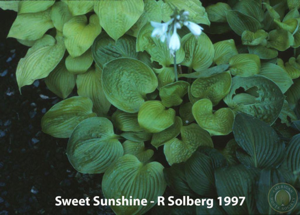 Hosta Registration - American Hosta Society